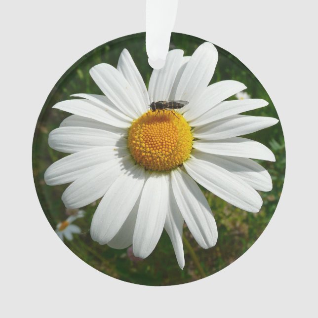 Ornamento Abelha na Daisy Alaskan Summer Nature Photo (Frente)