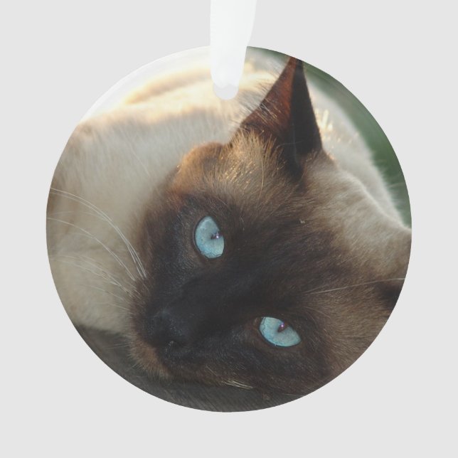 Ornamento Adicionar a Foto e o nome do seu Gato a esta Fatia (Frente)