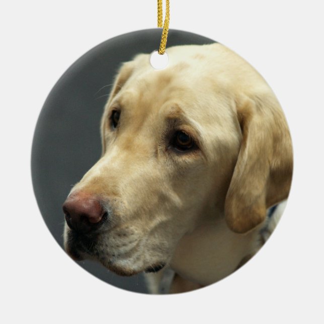 Ornamento amarelo de Labrador (Frente)