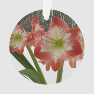 Ornamento Amaryllis no Feriado Vermelho de Neve Floral de in