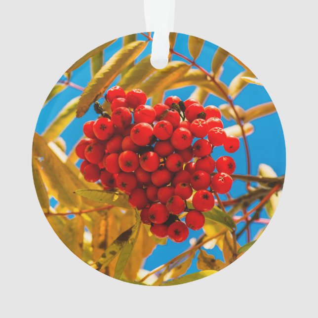 Ornamento Amieiro-negro (Verso)