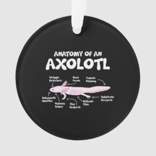 Ornamento anatomia de uma axolotl axolotls biology science