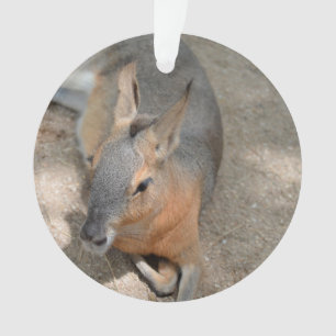 Ornamento animal de descanso animal do cavy patagonian
