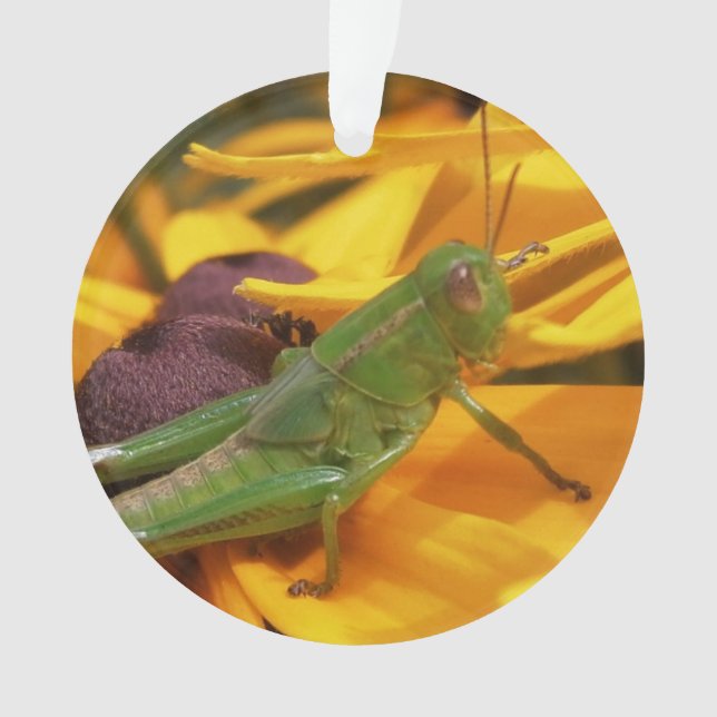 Ornamento Aqui está Olhando para você - Gafanhoto (Frente)