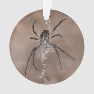 Ornamento Aranha