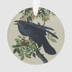 Ornamento Arte da Natureza do Corvo de Audubon Vintage