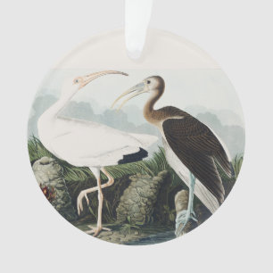 Ornamento Arte da Natureza do Íbis Branco Vintage Audubon