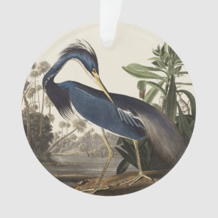 Ornamento Arte de Pássaro da Garça da Louisiana de Audubon V