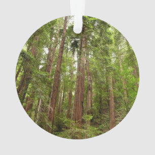 Ornamento Até Sequoias Eu no Monumento Nacional de Muir Wood