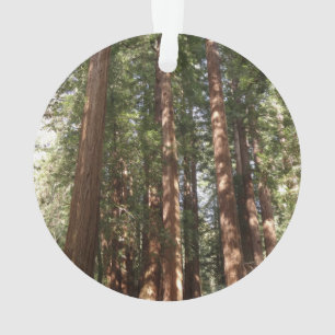Ornamento Até Sequoias II no Monumento Nacional de Muir Wood