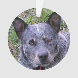 Ornamento Australian_cattle_dog blue.png