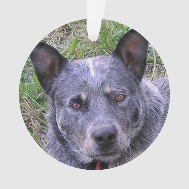 Ornamento Australian_cattle_dog blue.png (Frente)
