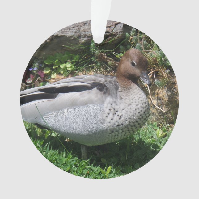 Ornamento Australian Wood Duck in Tranquil Garden (Frente)