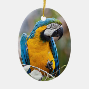 Ornamento azul e amarelo do Macaw