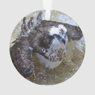 Ornamento Banhando o Osprey