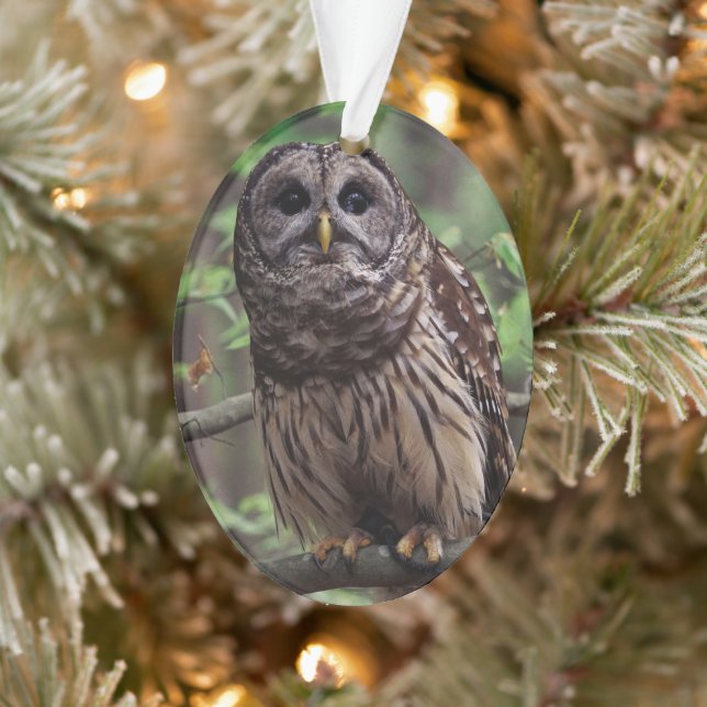 Ornamento Barred Owl (Árvore)