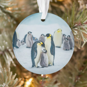 Ornamento Bebês Mais Pobres   Alimentos para pinguins bebês