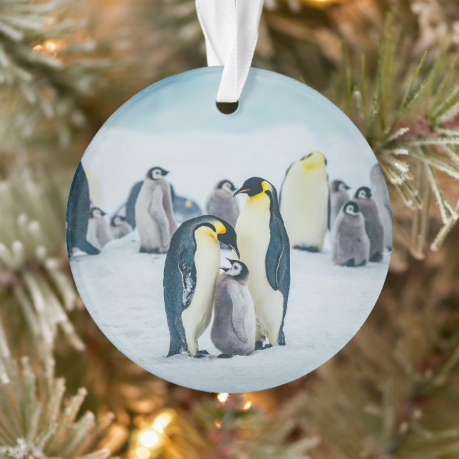Ornamento Bebês Mais Pobres | Alimentos para pinguins bebês (Árvore)