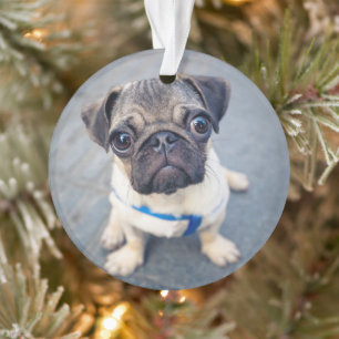 Ornamento Bebês Mais Pobres Baby Pug