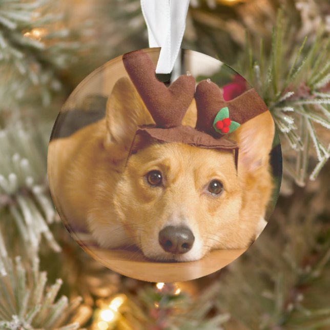 Ornamento Bebês Mais Pobres | Berna de Natal de Corgi (Árvore)