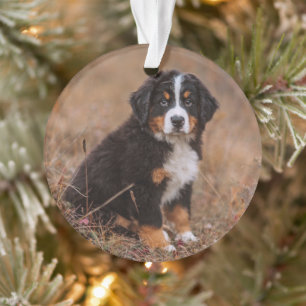 Ornamento Bebês Mais Pobres Cachorro de Montanha Bernese