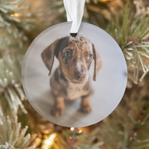 Ornamento Bebês Mais Pobres Castanho Dachshund Puppy