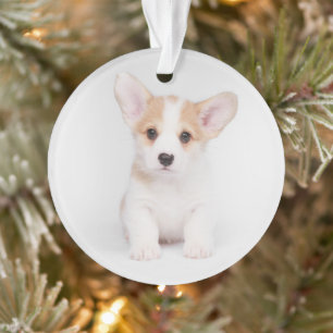 Ornamento Bebês Mais Pobres Corgi Branco