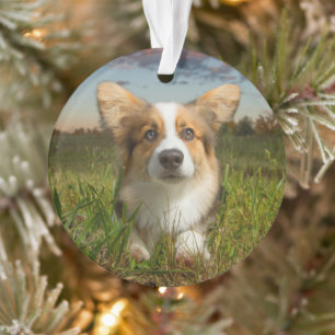 Ornamento Bebês Mais Pobres Corgi em Jardim Nublado