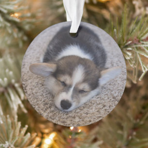 Ornamento Bebês Mais Pobres Corgi Puppy em Shag Rug