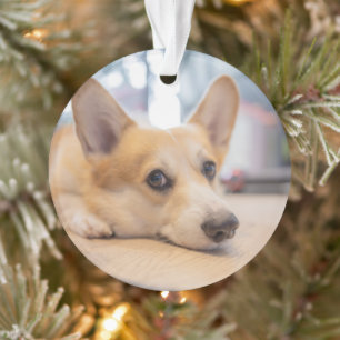 Ornamento Bebês Mais Pobres Corgi Puppy no chão