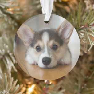 Ornamento Bebês Mais Pobres Corgi Puppy Olhando