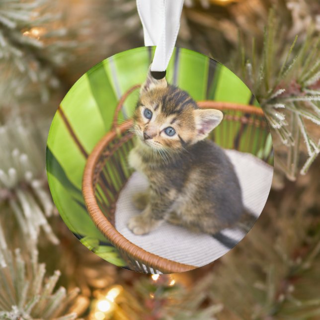 Ornamento Bebês Mais Pobres | Kitten no cesto (Árvore)