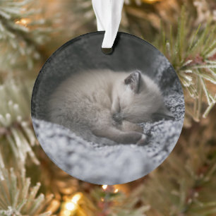 Ornamento Bebês Mais Pobres   Pequeno Gato Dormindo