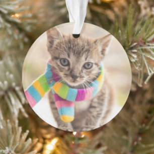 Ornamento Bebês Mais Pobres Tabby Kitten Rainbow Scarf