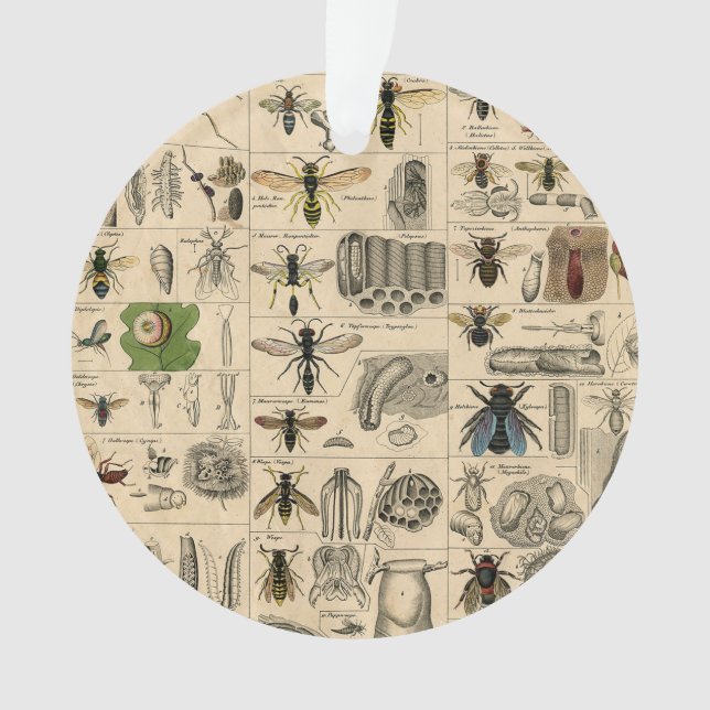 Ornamento Bee Insect Bug Wasp Natural History Bees (Frente)