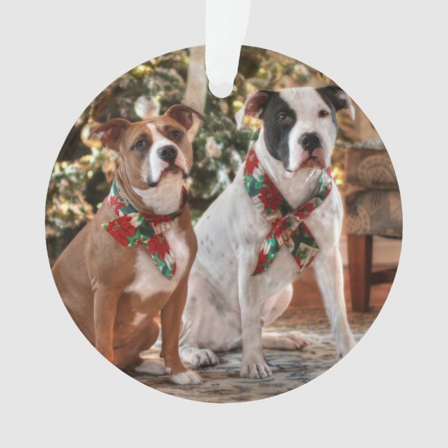 Ornamento Bela salvação de Natal Pitbull e Boi Cão da Améric (Frente)