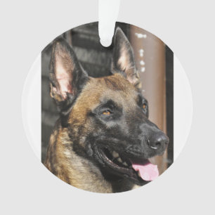 Ornamento belga malinois.png
