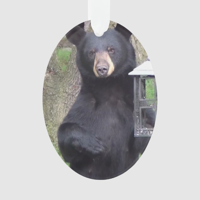 Ornamento Belo Urso Negro Gostando do Snack (Frente)
