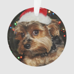 Ornamento Belo Yorkie com Santa Hat