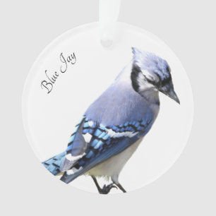 Ornamento Blue Jay