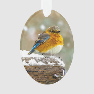 Ornamento Bluebird oriental na neve - Foto original