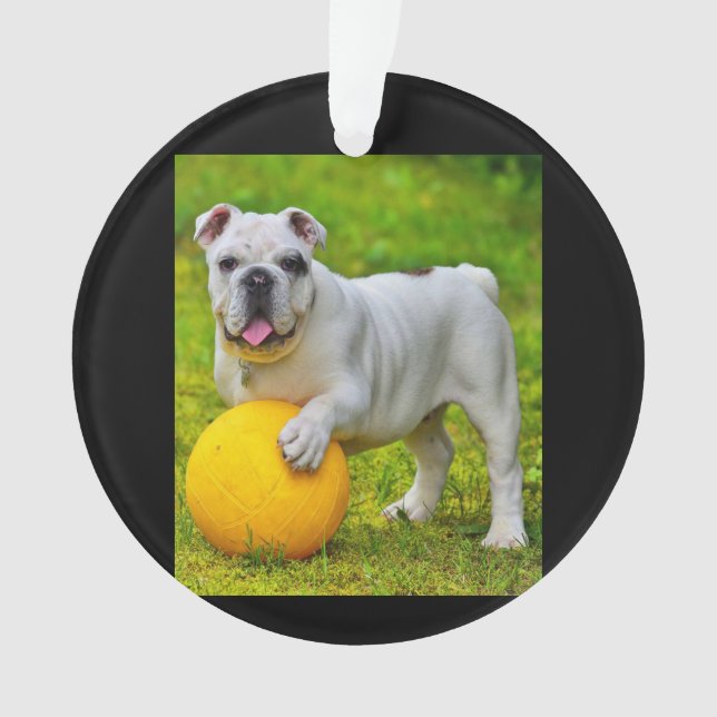 Ornamento Bonito Inglês Bulldog de Basquete, Golpe de Estado (Frente)