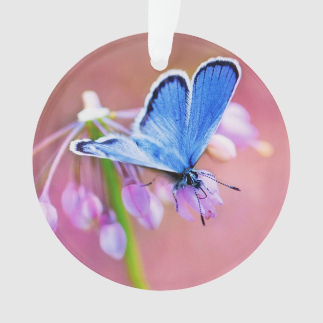 Ornamento Borboleta Azure (Frente)