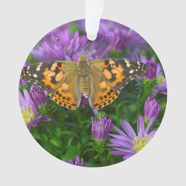 Ornamento Borboleta de Asa Angular em Flor de Cone (Frente)