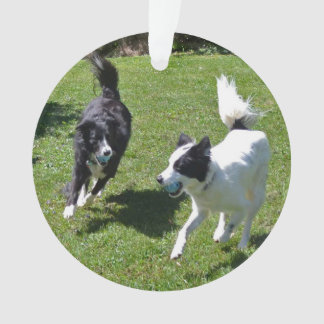 ornamento - Borda Collies Reproduzindo Bola