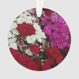 Ornamento Branco, Rosa e Vermelho Dianthus Floral