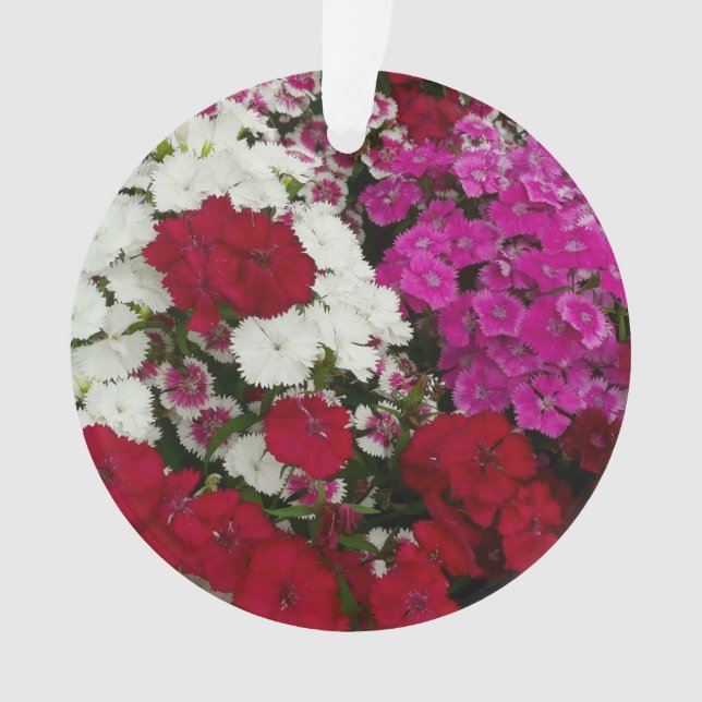 Ornamento Branco, Rosa e Vermelho Dianthus Floral (Frente)