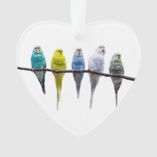 Ornamento Budgies