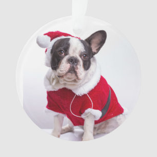 Ornamento Buldogue francês no traje do papai noel para o