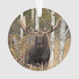 Ornamento Bull Moose Impressionante